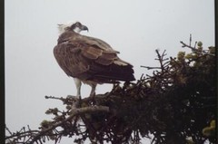Tom Adams Nature Photography Osprey Wildlife Bird Oregon B&W Photo Art 11X14