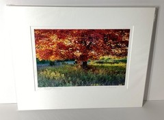 Fine Art Photograph Autumn Radiance backlit Maple Tree Signed & Matted