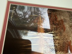Landscape Photo Print Matted 18”x15” Tree Forrest Cottagecore Farmhouse Country