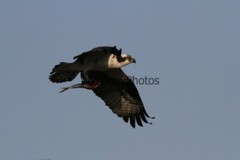 Osprey Photo 1, Pick One Image – Various Sizes