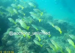 Digital Image Picture Photo Pic Andaman India underwater coral life scuba AND095