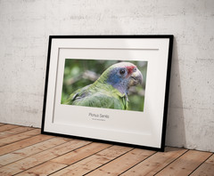 multiple original artwork photography from Argentina and Brazil