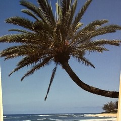 Sunset Beach Oahu Honolulu Hawaii Photographed & Signed By Toni Duprey Palm Tree