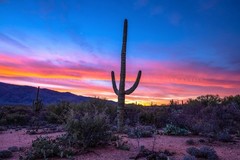 Saguaro Photography Print: Arizona Cactus Desert Southwest Landscape Photo