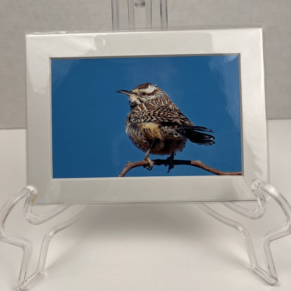 Cactus Wren Art Photography Matted 7×5 Inch Bird Wildlife Nature Brauer