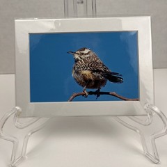Cactus Wren Art Photography Matted 7×5 Inch Bird Wildlife Nature Brauer