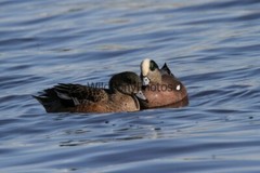American Widgeon Photo, Pick One Image – Various Sizes