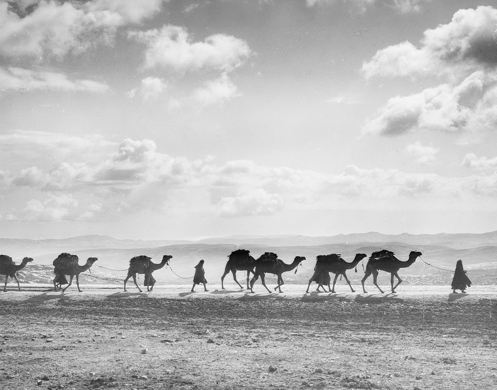 Egyptian camel transport passing over Olivet (1918) Photograph Print 11″x14″ #1