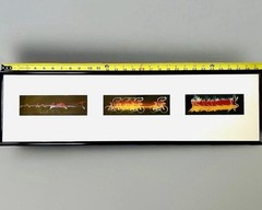 Limited Edition Photographic Motion Triptych Triathlon by Alex Pietersen c1980