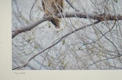 Tom Adams Photography Great Horned Owls Pair Oregon Matted Photo Art 11X14