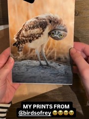 Silly Burrowing Owl Fine Art Print (Unframed)