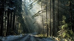 Olympic Forest Winter Sunrise/Print #1/ Metallic Ink