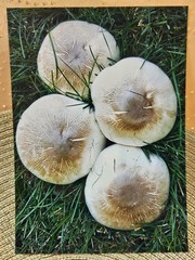 Mushroom Quartet 5×7 Honeycomb Framed FINE ART PHOTOGRAPH Nature Wall Decor
