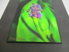 Signed Nature Purple Flower w/ Bees Photo on Dura Plaq by Doug Blunt 8×10 (A14)