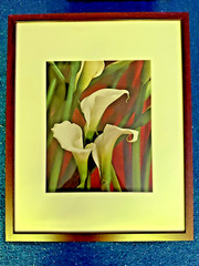 Noted Photographer Randy Dana Signed Photo «White Callas» 2004 #70/200