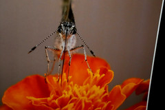 Butterfly on Flower Photo 8″ x 10″ in 11″ x 14″ Black Matte Signed by Kim Barry