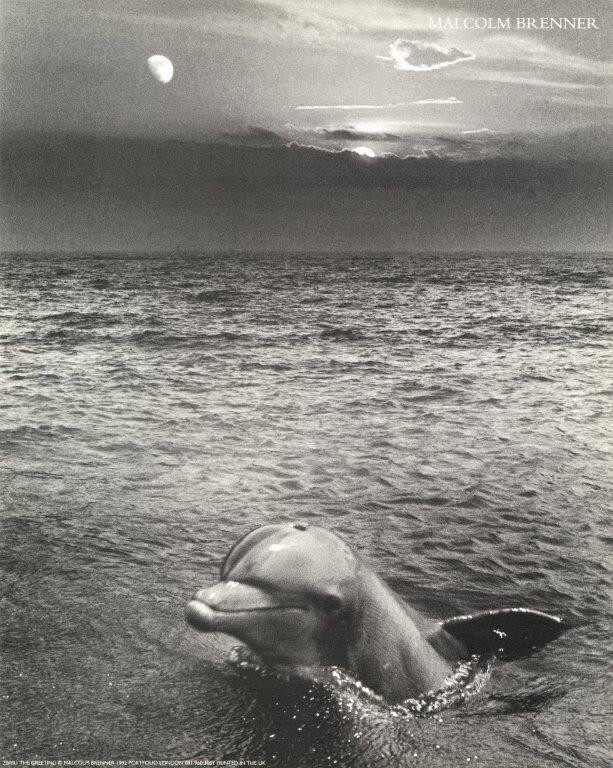 Malcolm Brenner – The Greeting Dolphin – 1980s – Offset Mini Poster