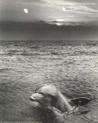 Malcolm Brenner – The Greeting Dolphin – 1980s – Offset Mini Poster