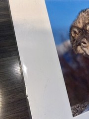Photograph Signed By Award Winning Stephen W. Oachs LOBO TIMBER WOLF Wildlife