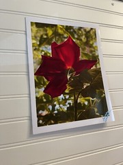 Garden Rose # 2 – landscape photograph 8.5×11