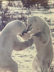Jules Donner, “ Dancing Polar Bears“ limited Edition Photography, signed #11/350