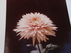 LOT OF 3 ORIGINAL COLOR PHOTOGRAPHS OF PLANTS FLOWERS 14.5 X 10.25 INCHES