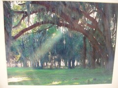 MATTED PHOTOGRAPHY Florida Everglades Tree by Larry Santucci Acid Free Art 16×20