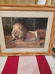 Beautiful Signed Framed 24X19″ Photograph of a Lion resting in the grass field
