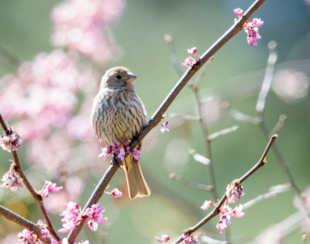 Female House Finch 11×14 Photograph Print 11″x14″