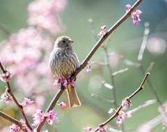 Female House Finch 11×14 Photograph Print 11″x14″