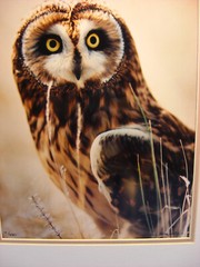 Warren Magill «Short Earred Owl» LTD ED Signed Color Photograph