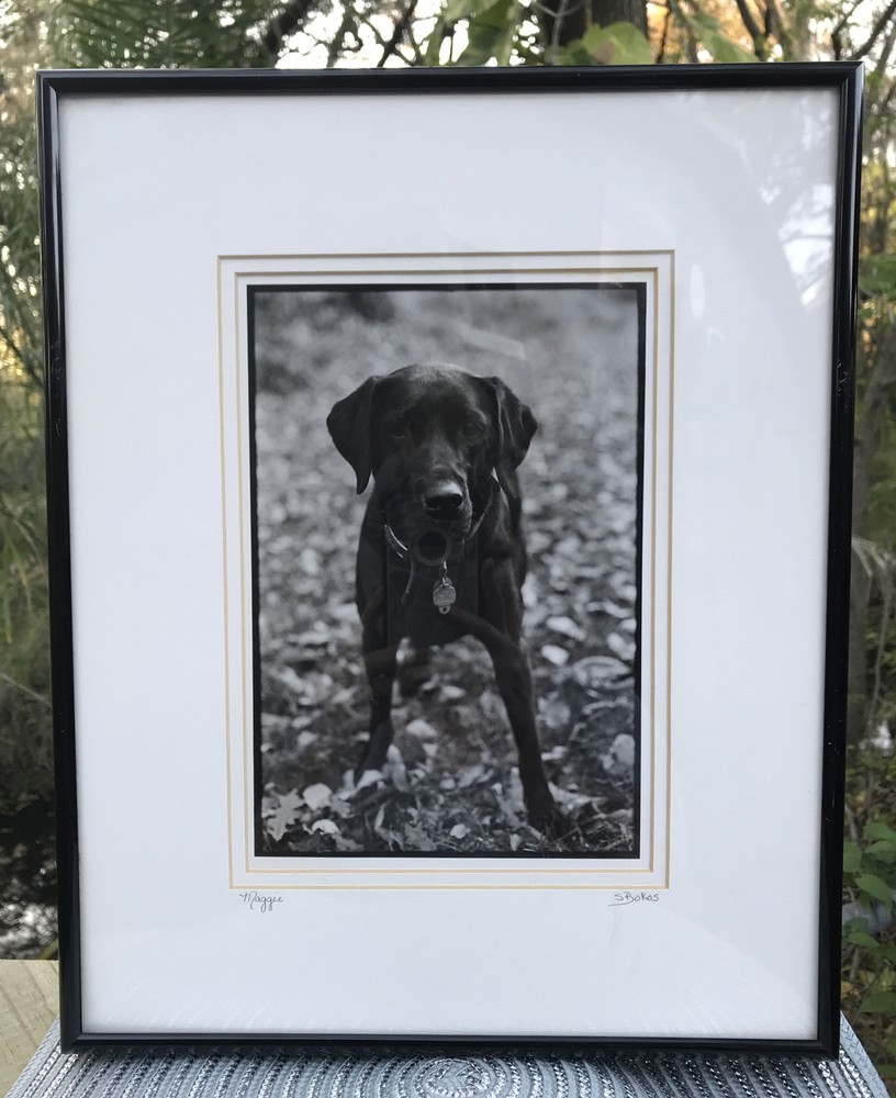Maggie S Bokos Signed Black Lab Framed Dog Photography 12 3/4″ x 15 1/2″