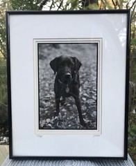 Maggie S Bokos Signed Black Lab Framed Dog Photography 12 3/4″ x 15 1/2″
