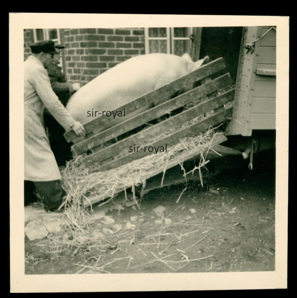 Large Pig Loaded into a Trailer 1955 – 1950s – Photo 6x6cm