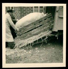 Large Pig Loaded into a Trailer 1955 – 1950s – Photo 6x6cm