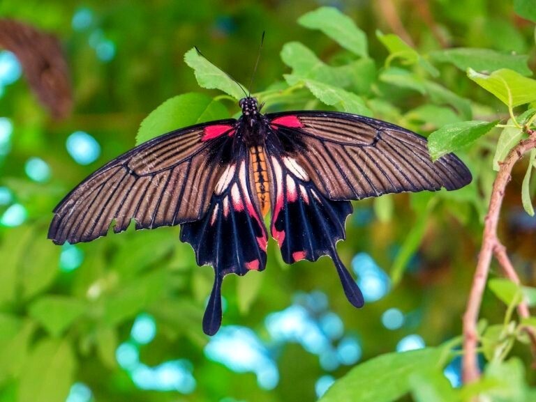 Photo Digital Product WallpaperBackground Picture image butterfly