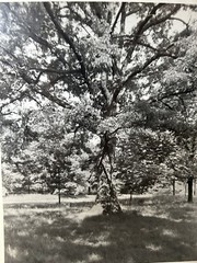 Arthur Gray Standard Oil Photographer Cleveland Ohio Americana Tree In Woods!!!!