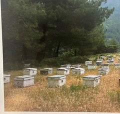 Vintage 2018 SUSANNAH HAYS ‘Bee Boxes Hives’ Datca TURKEY Landscape PHOTO