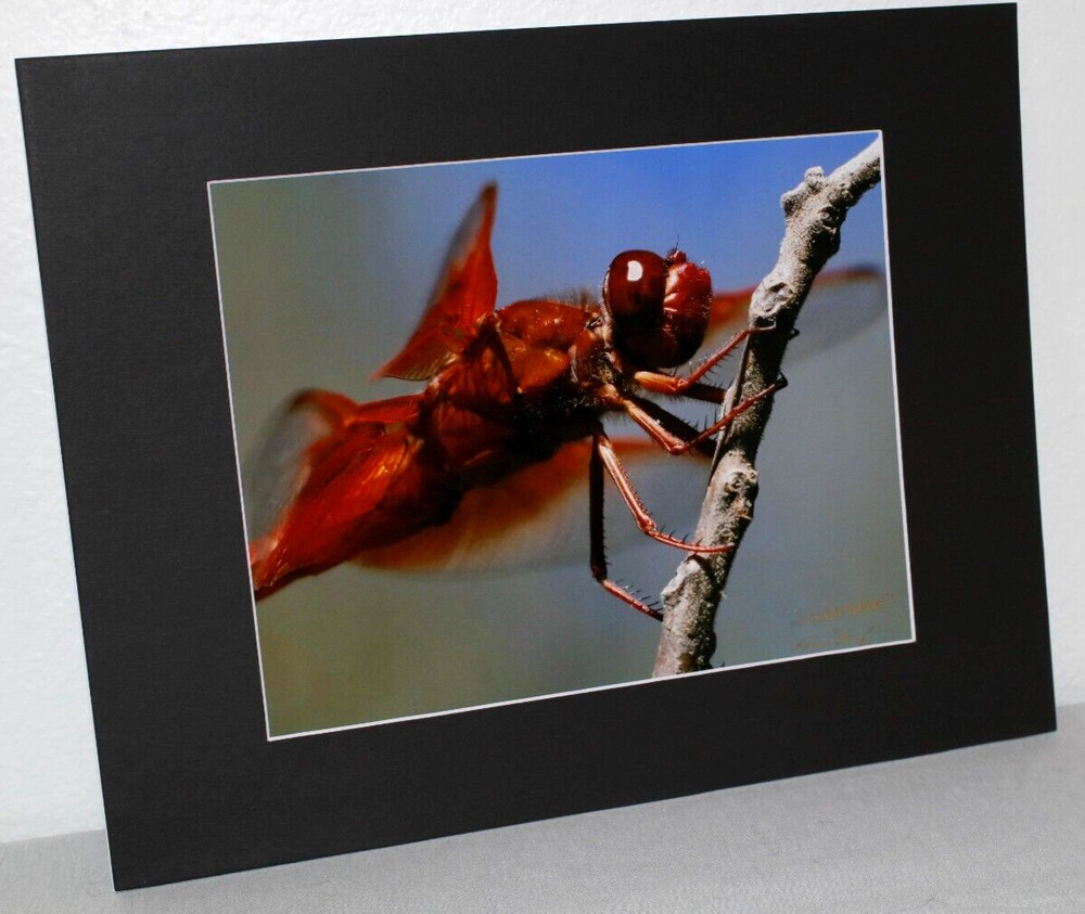 Firecracker Dragonfly Photo 8″ x 10″ in 11″ x 14″ Matte Signed by Kim Barry