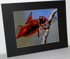 Firecracker Dragonfly Photo 8″ x 10″ in 11″ x 14″ Matte Signed by Kim Barry