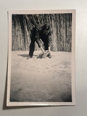 🐕 Man with Animal Outdoors, Circa 1940/50s, Original Photo 6×9 cm, Velox