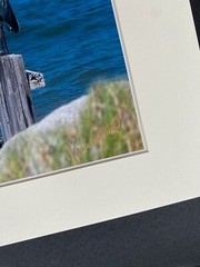 11 X 14 Matted Photo – signed by photographer Marie Whitton- CRANES & HERON