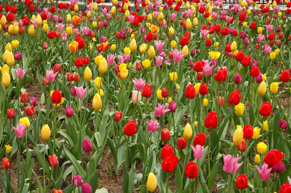 Chicago Tulips in Daley Plaza original signed Giclee photograph by Arnold