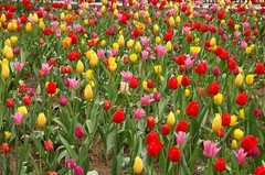 Chicago Tulips in Daley Plaza original signed Giclee photograph by Arnold