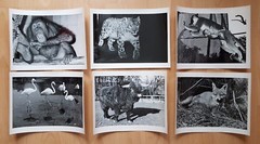 22 x animal photographs zoo Dresden around 1960/70 environment Dr. Ullrich (f16741