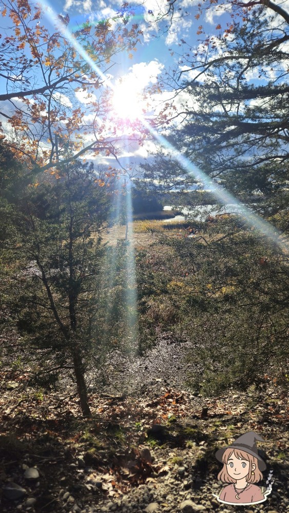 Landscape Color Photograph of Sunlit Forest and Trees, Portrait Orientation
