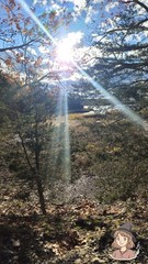 Landscape Color Photograph of Sunlit Forest and Trees, Portrait Orientation