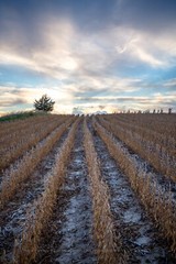 Farm Photography Print – Picture of Soybean Field Leading to Sky in Nebraska