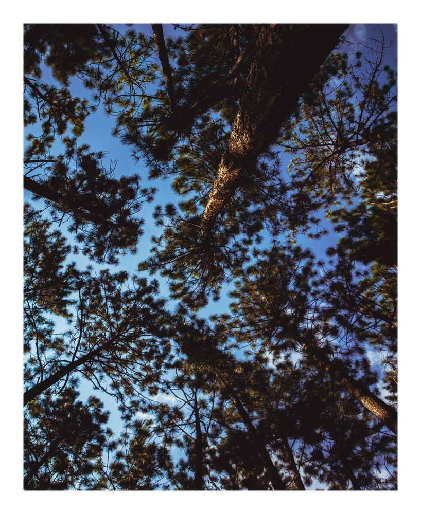8 x 10 in Breathtaking Pine Tree Canopy and Blue Sky – Nature Photography Print