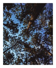 8 x 10 in Breathtaking Pine Tree Canopy and Blue Sky – Nature Photography Print
